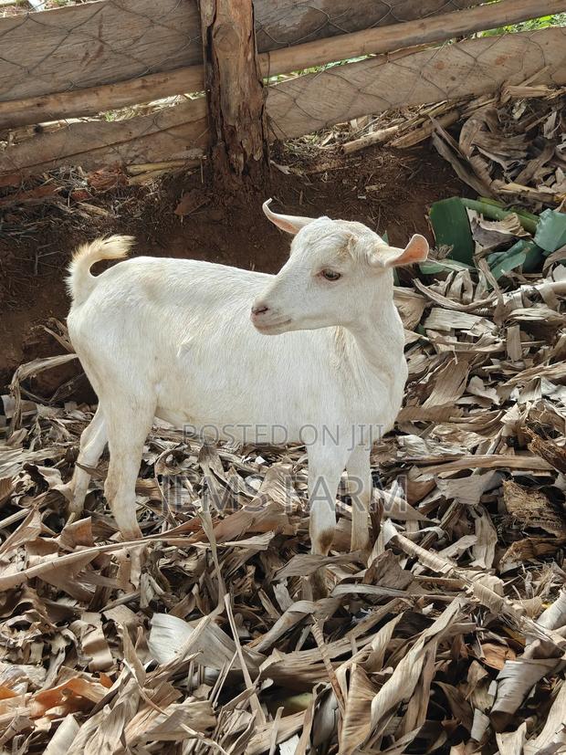 7 Months Upcoming She Goats - thumbnail 7