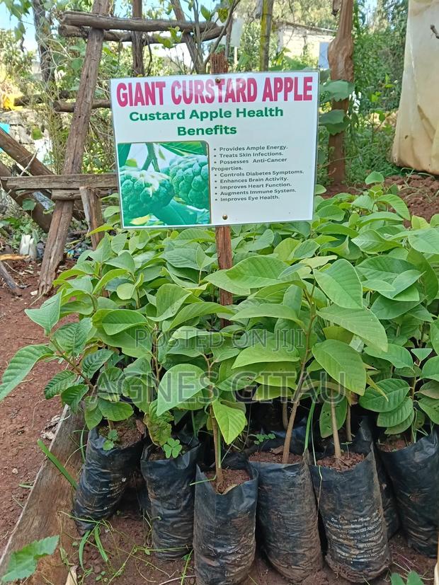 Giant Custard Apple Seedlings
