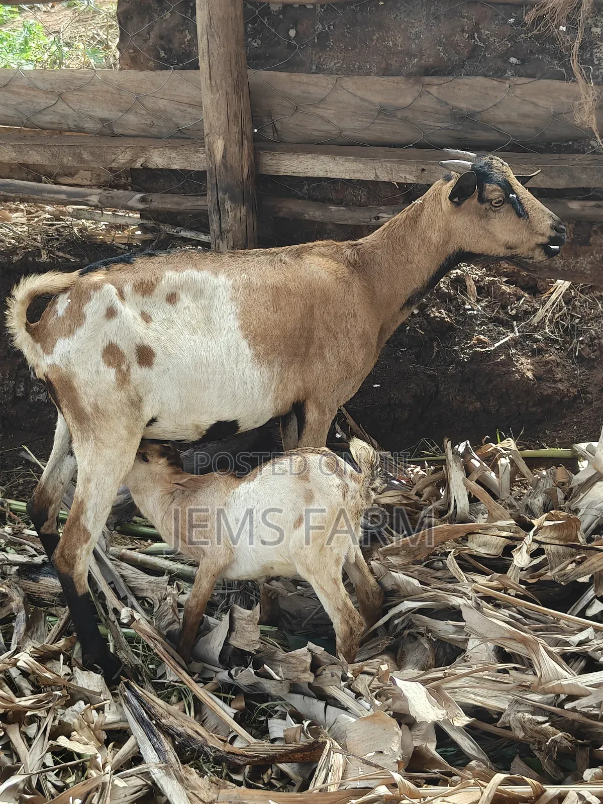 Mature Female Lactating She Goat With 1 Kid 2 Months