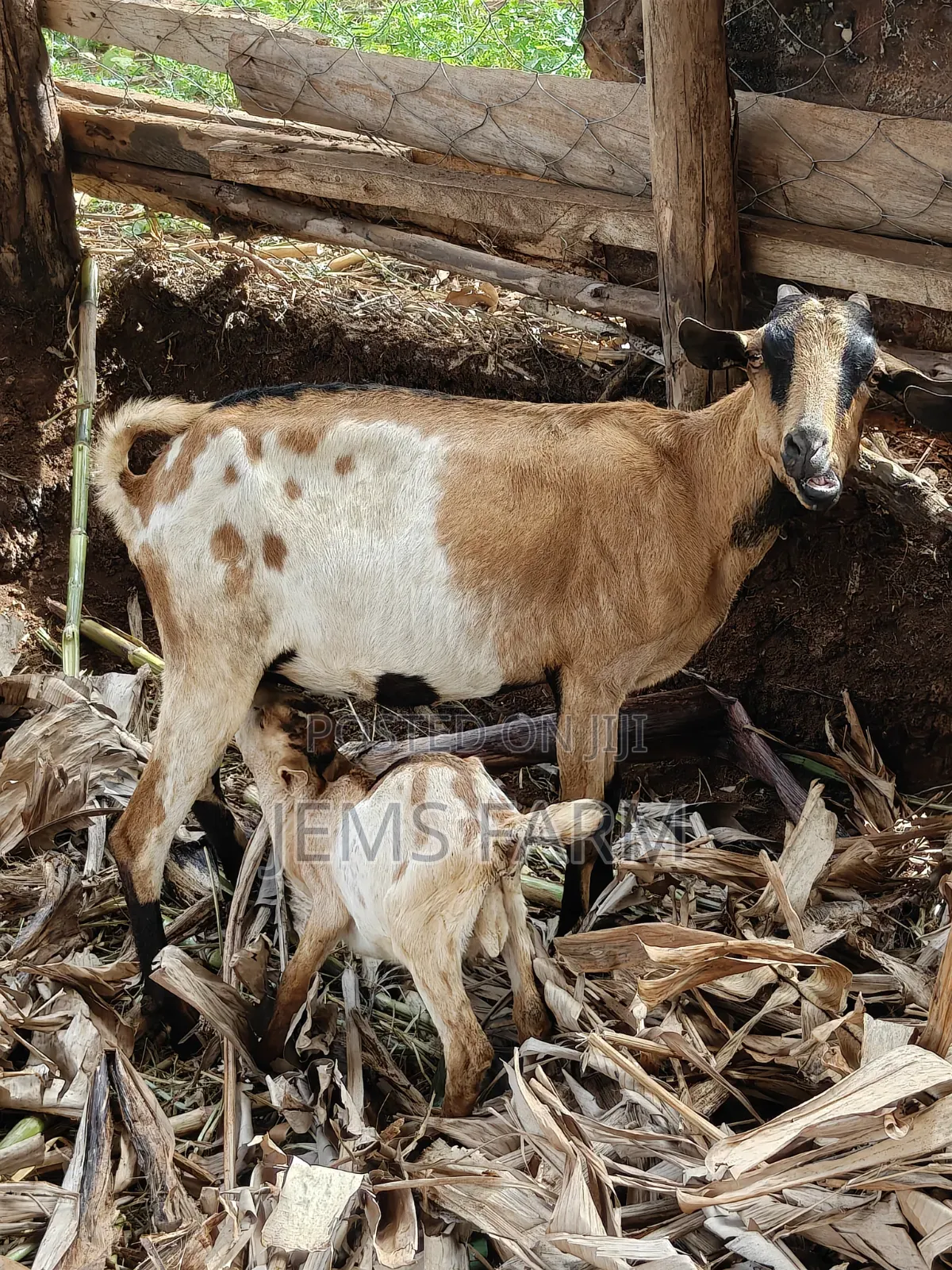 Mature Female Lactating She Goat With 1 Kid 2 Months