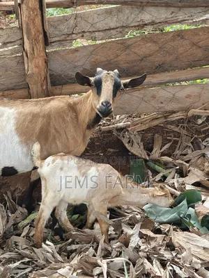 Mature Female Lactating She Goat With 1 Kid 2 Months