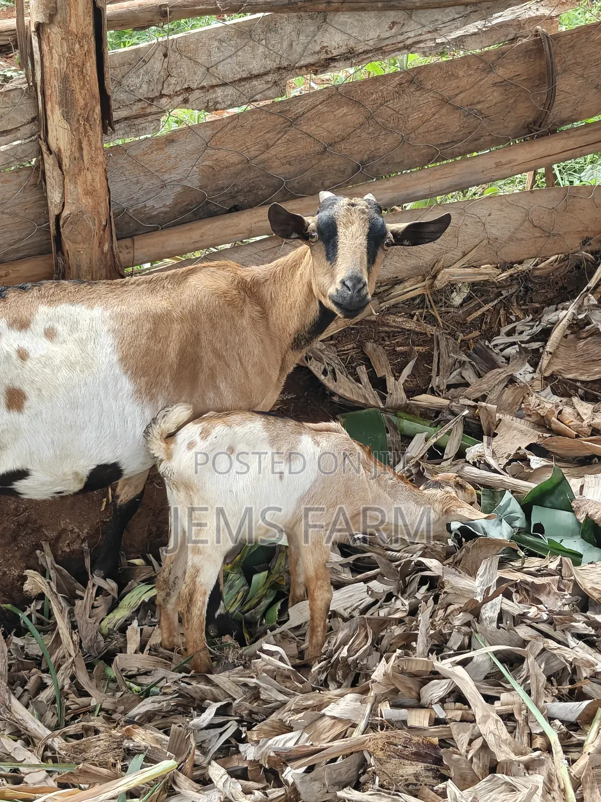 Mature Female Lactating She Goat With 1 Kid 2 Months