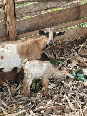 Mature Female Lactating She Goat With 1 Kid 2 Months