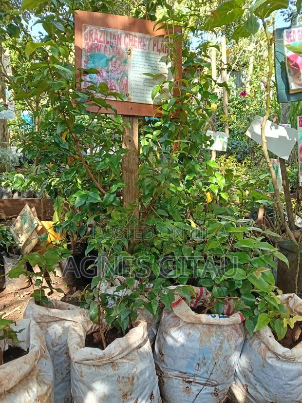 Brazilian Cherry Seedlings