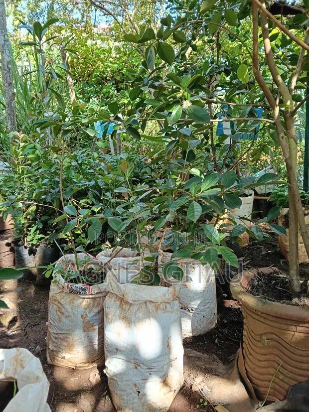 Red Strawberry Guava Seedlings - thumbnail 2