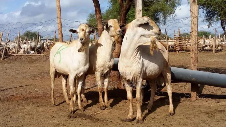 Ukambani Galla Goat Meats