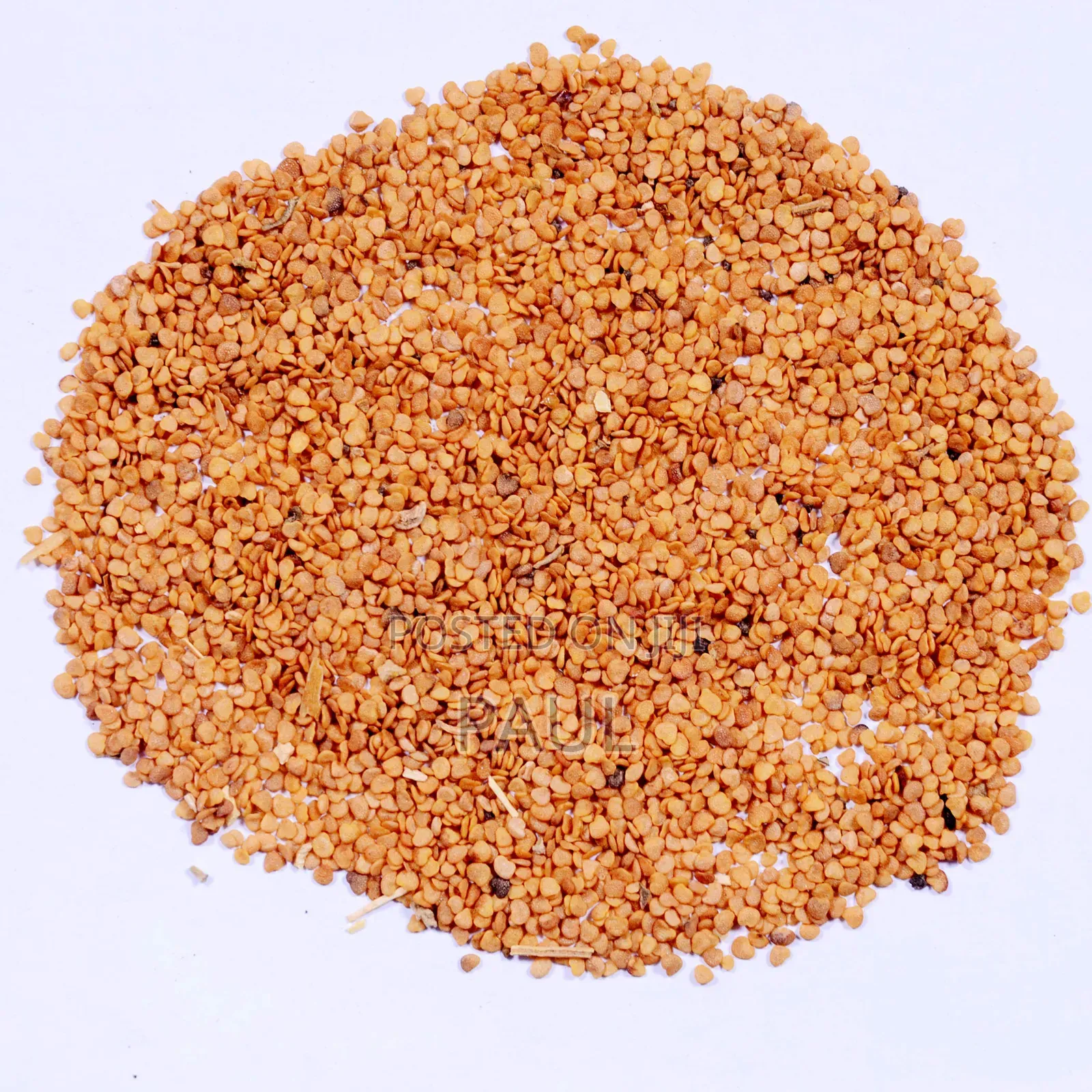 Ashwagandha Seeds