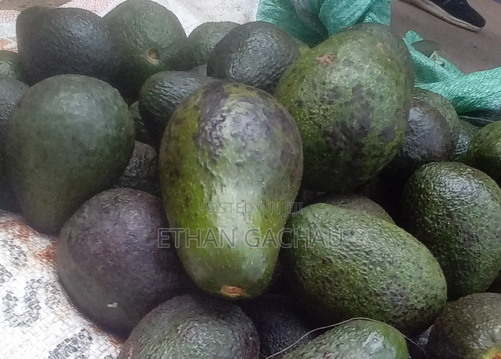 Fresh Farm Avocados