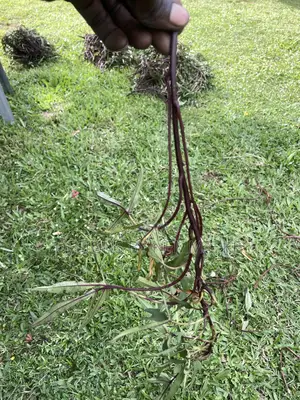 Sweet Potato Vines Orange Fleshed