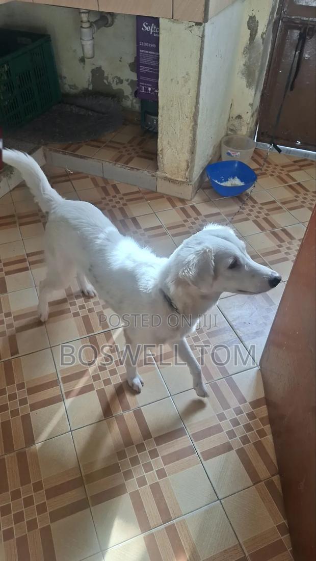 6-12 months Female Purebred Japanese Spitz - thumbnail 2