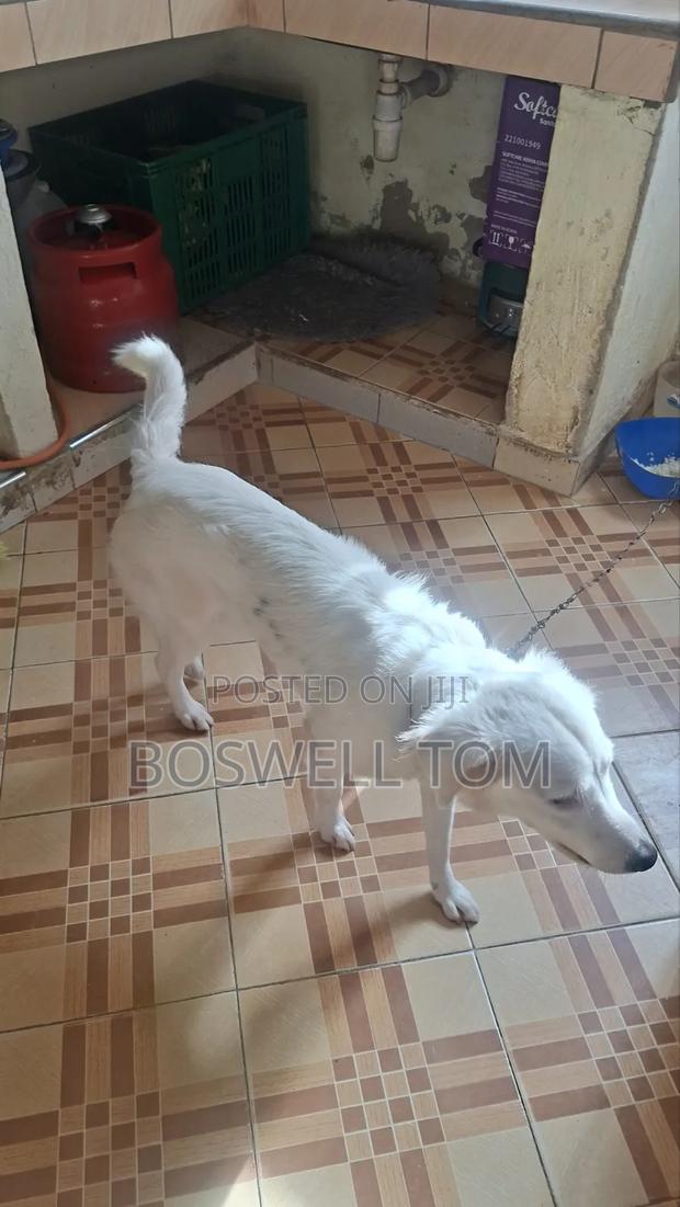 6-12 months Female Purebred Japanese Spitz - thumbnail 3