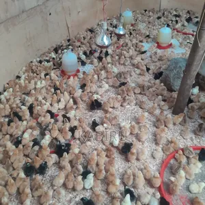 Quality 1 Day Old Chicks