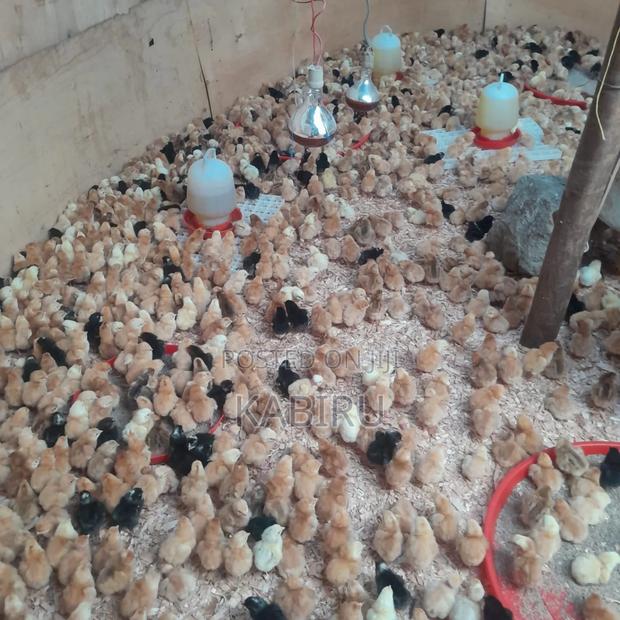 Quality 1 Day Old Chicks