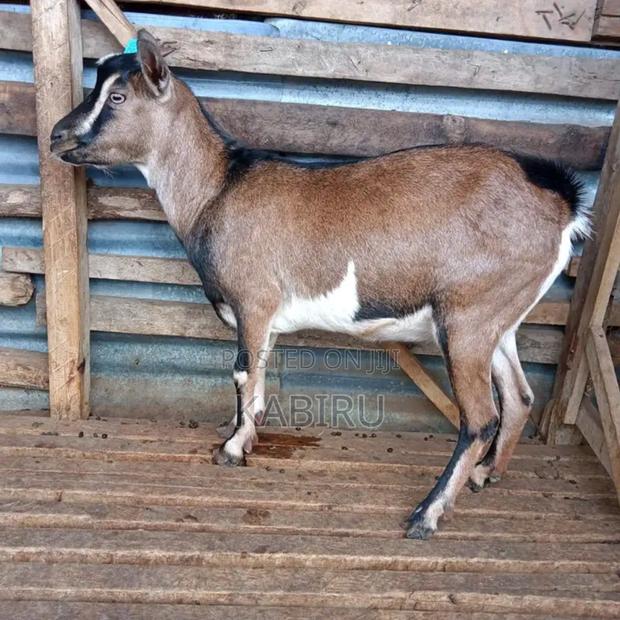 Pedigree Dairy Goats