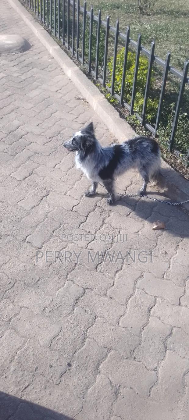 1+ year Male Purebred Japanese Spitz