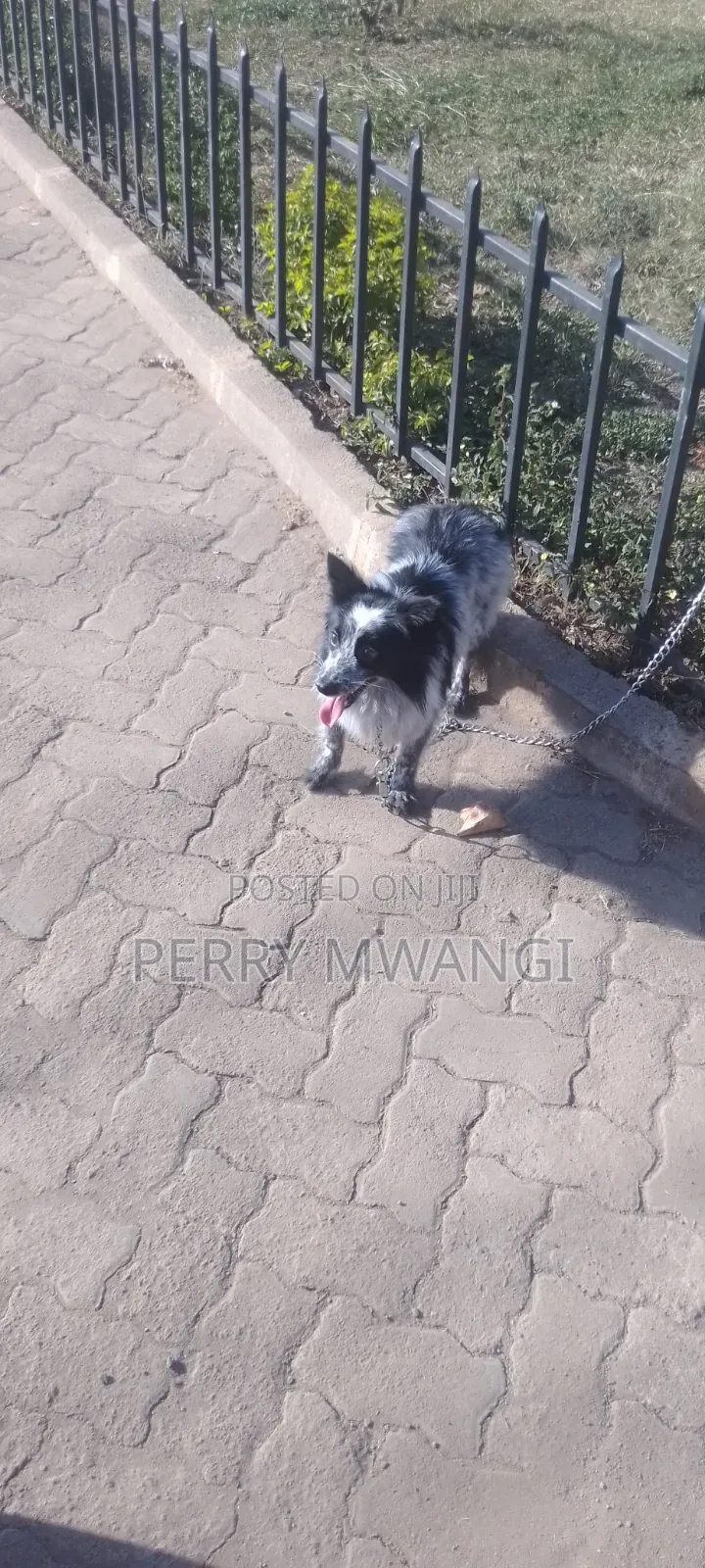 1+ year Male Purebred Japanese Spitz