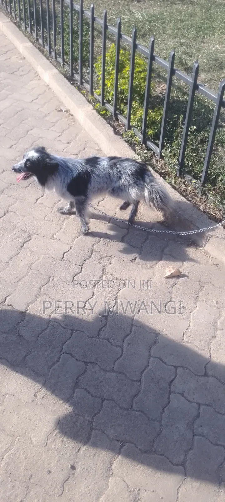 1+ year Male Purebred Japanese Spitz
