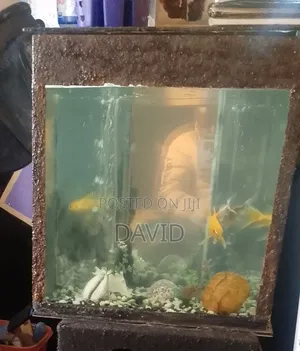 Aquarium 50 Liters With Pump And 5 Gold Fish.