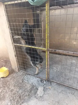 1+ year Male Purebred German Shepherd