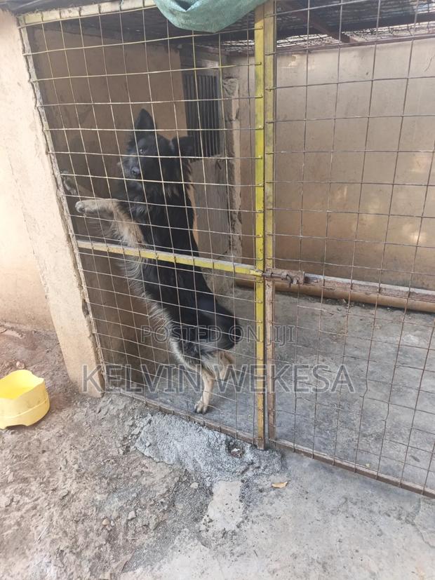 1+ year Male Purebred German Shepherd