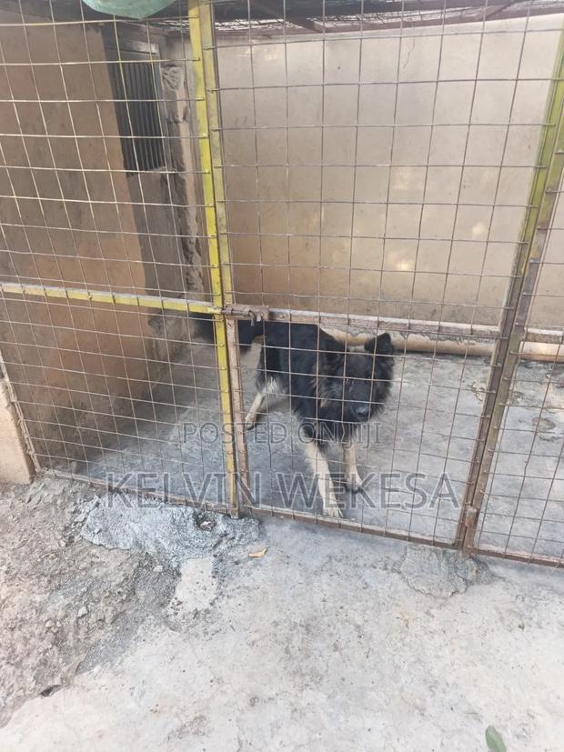 1+ year Male Purebred German Shepherd - thumbnail 3