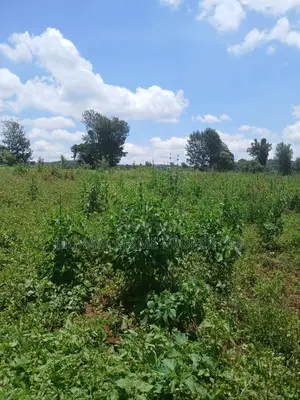Kerarapon Area.This Beautiful 1-Acre