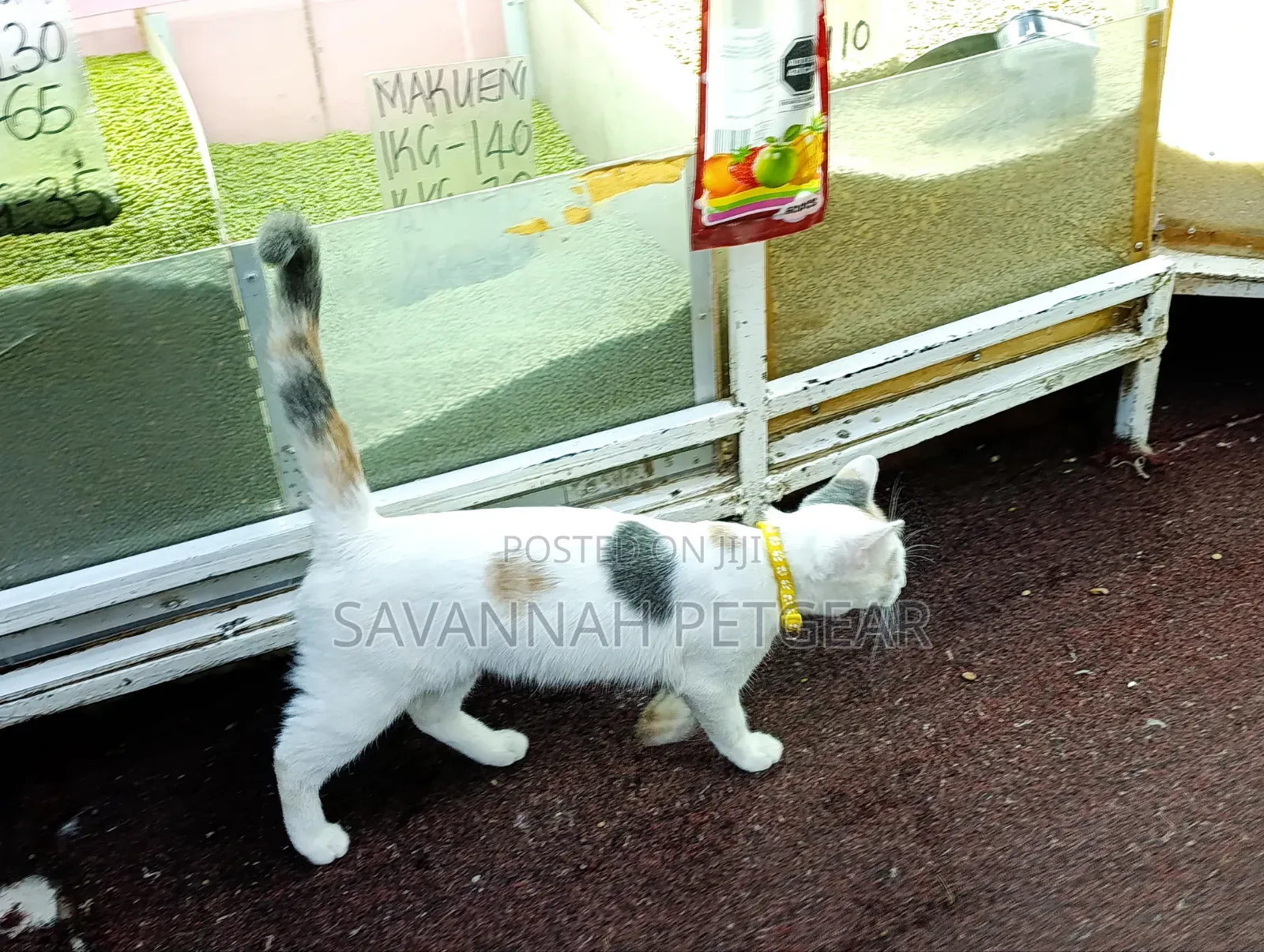 6-12 months Female Mixed Breed Cat