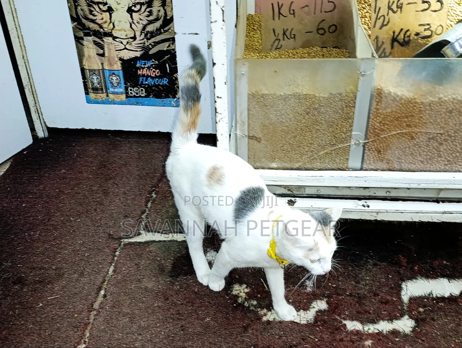6-12 months Female Mixed Breed Cat