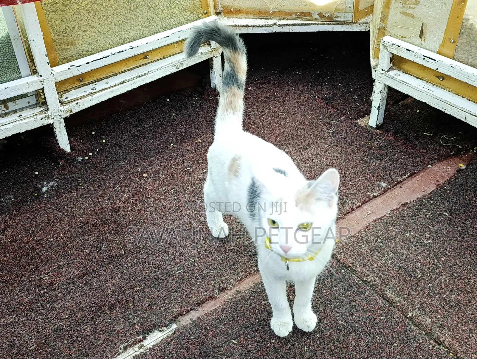 6-12 months Female Mixed Breed Cat