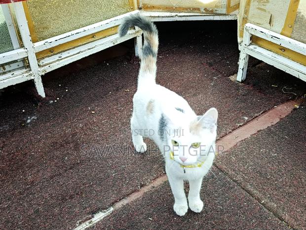 6-12 months Female Mixed Breed Cat - thumbnail 3