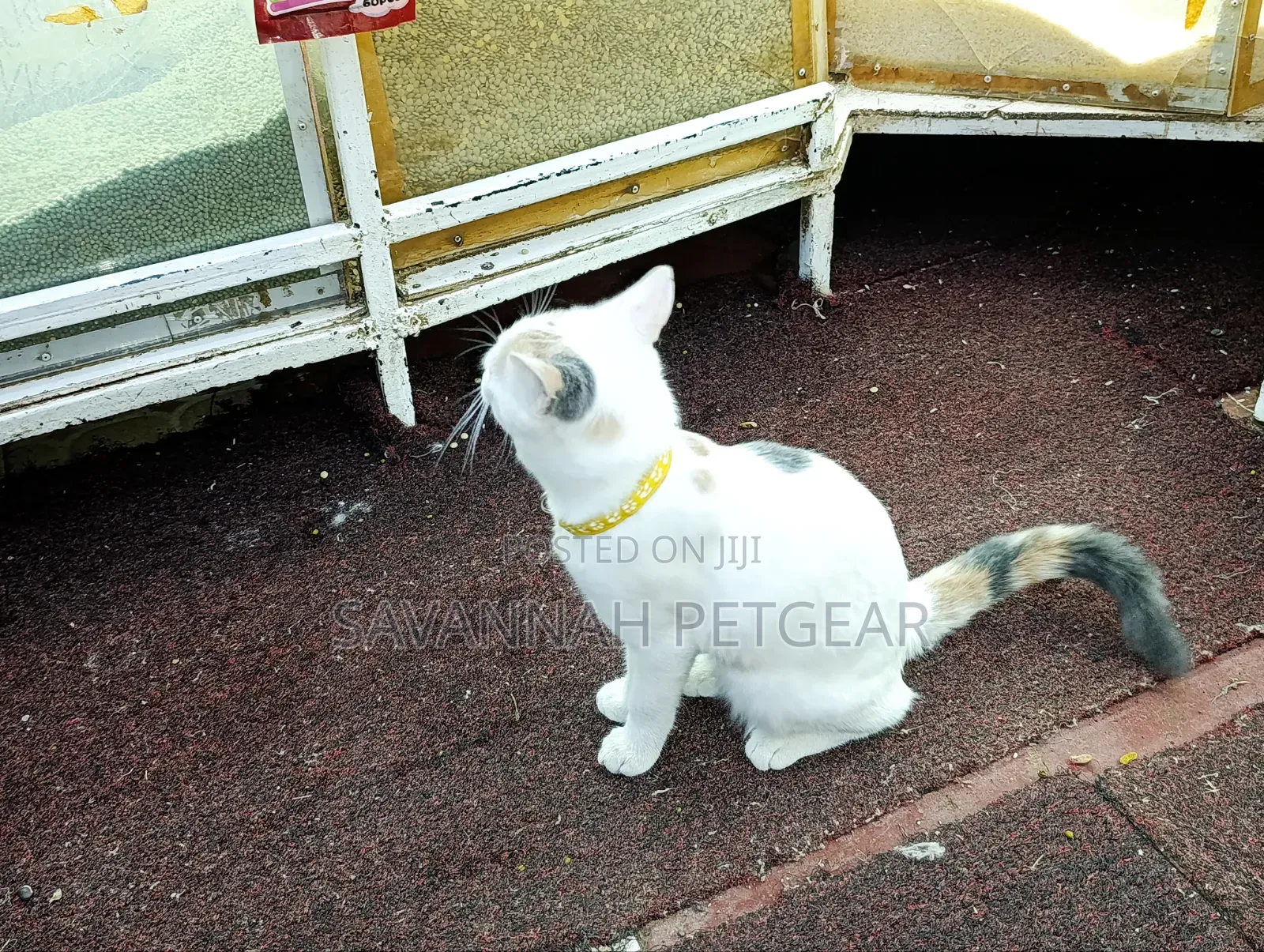 6-12 months Female Mixed Breed Cat