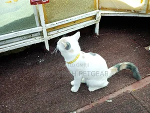 6-12 months Female Mixed Breed Cat