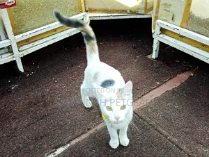 6-12 months Female Mixed Breed Cat