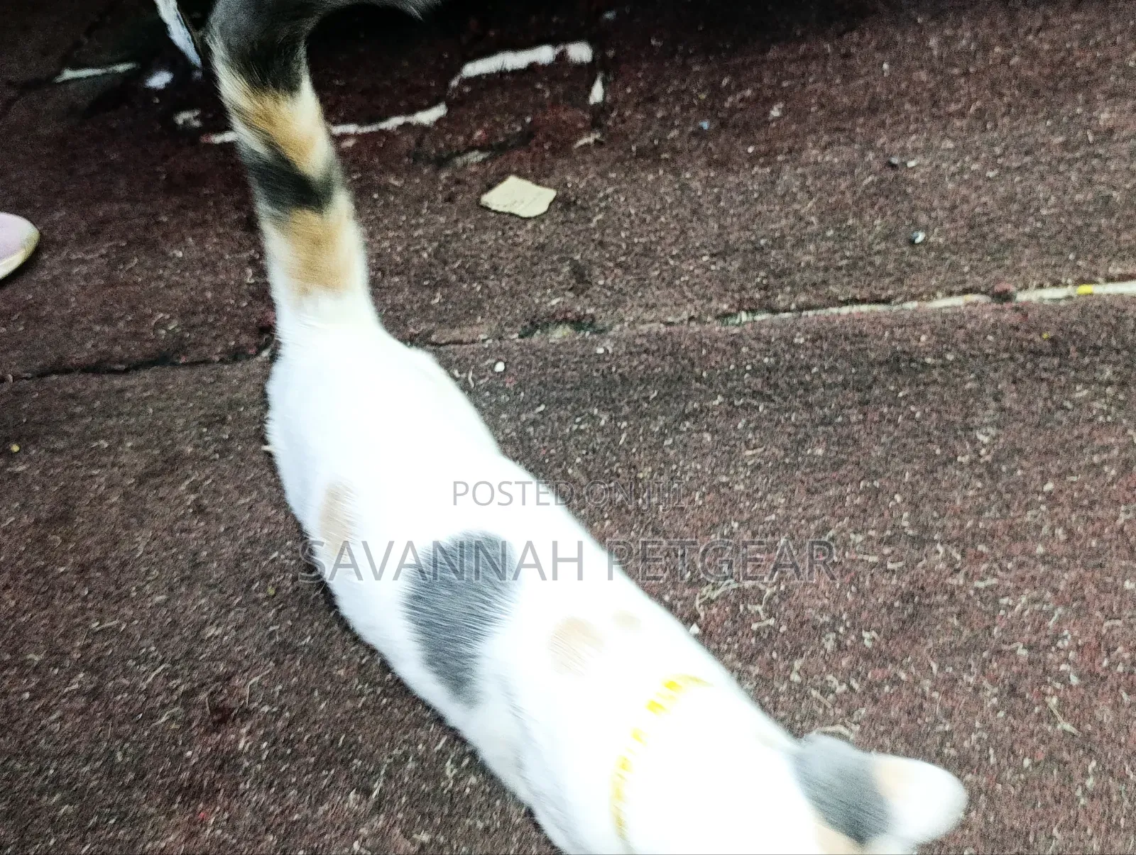 6-12 months Female Mixed Breed Cat