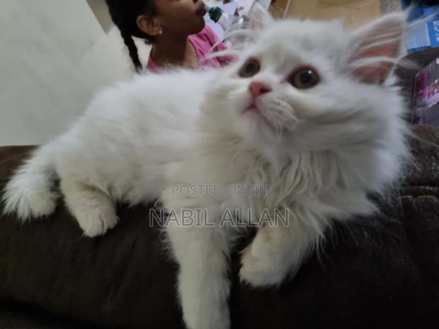 0-1 month Male Purebred Persian