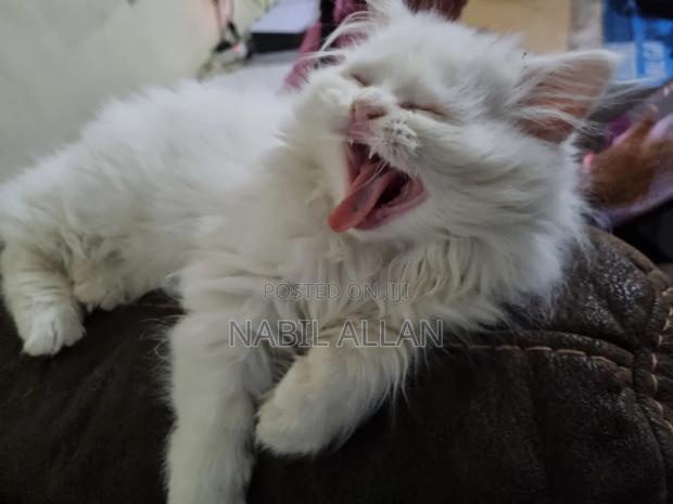 0-1 month Male Purebred Persian - thumbnail 2