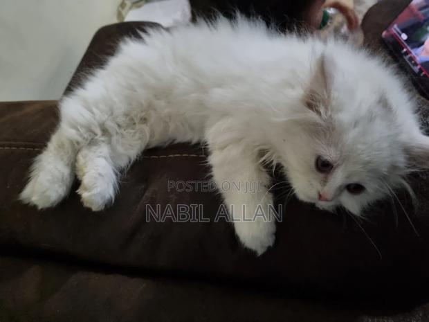 0-1 month Male Purebred Persian - thumbnail 3
