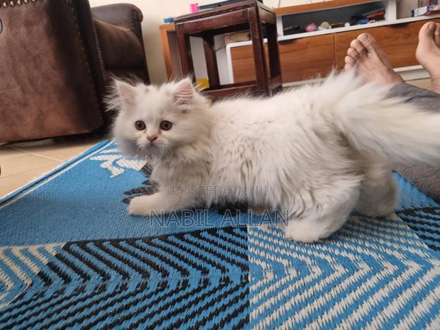 0-1 month Male Purebred Persian - thumbnail 4