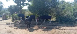 Nyeri- Mweiga 
17 Acres ,8km From Nyeri-Nyahururu Highway