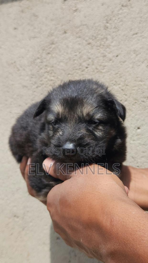 0-1 month Female Purebred German Shepherd
