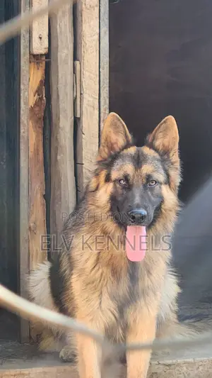 0-1 month Female Purebred German Shepherd
