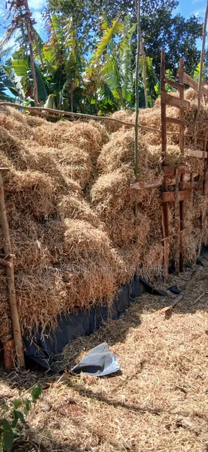 Cattle Feed