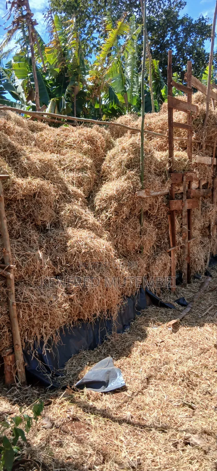 Cattle Feed