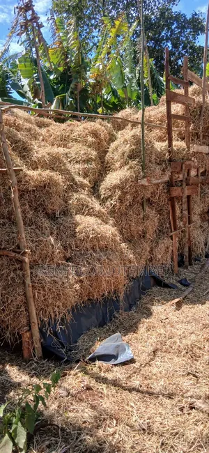 Cattle Feed