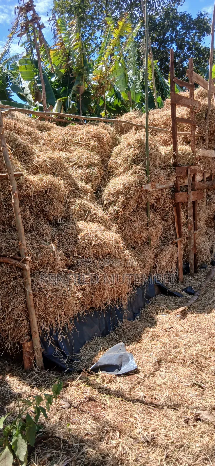 Cattle Feed