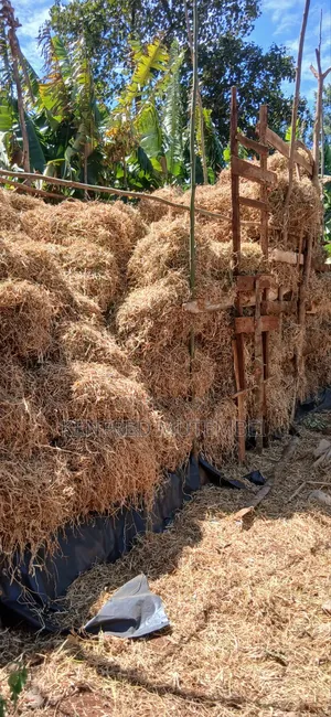 Cattle Feed