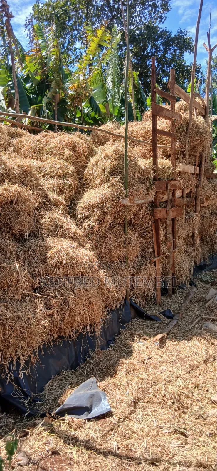 Cattle Feed