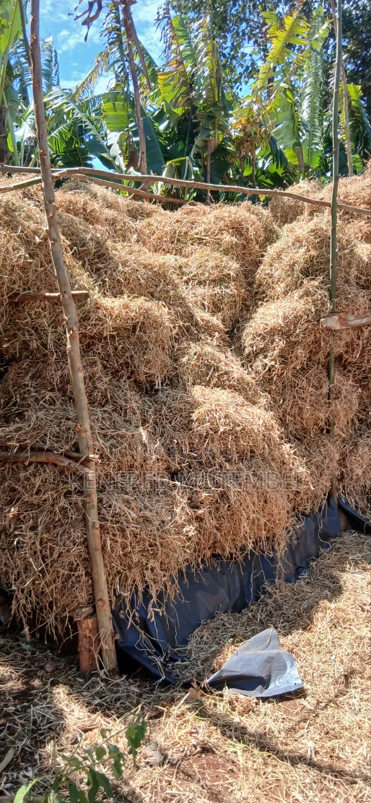 Cattle Feed