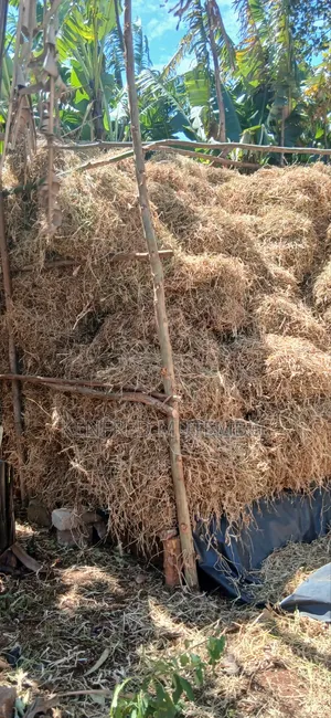 Cattle Feed
