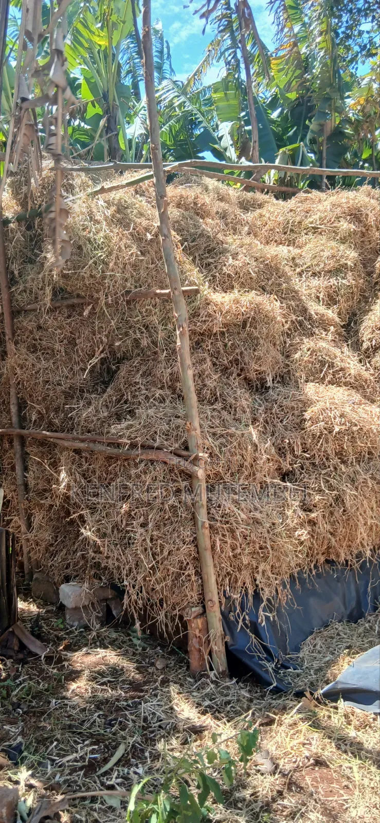Cattle Feed